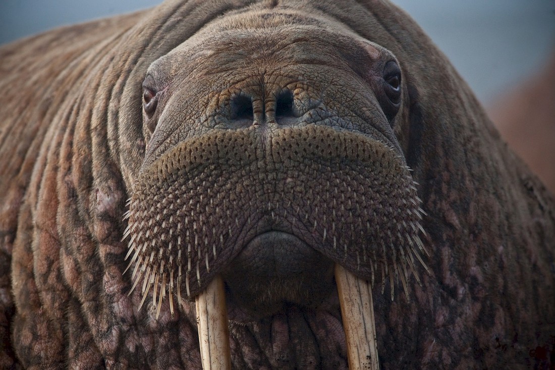 walrus 908609 1280